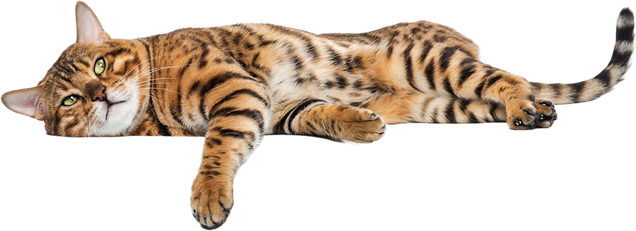 Cat Grooming station in Austin TX