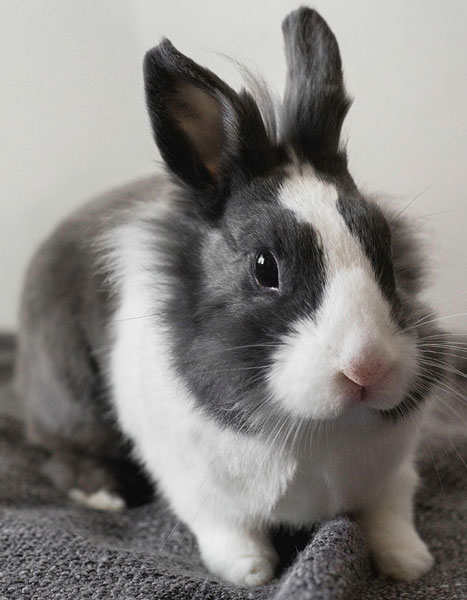 rabbit grooming station in cedar park