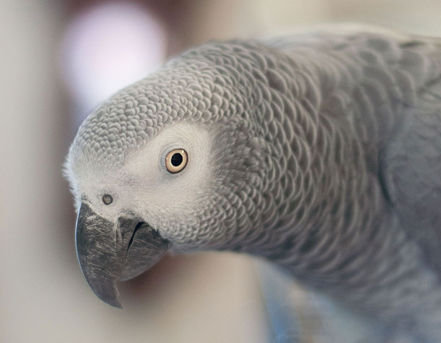 Pet Grooming station