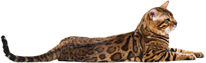 cat nail trimming near me