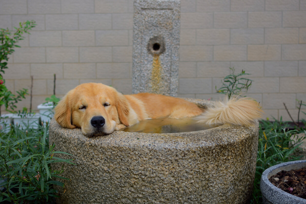 dog self wash near me