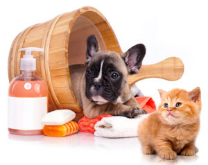 How Often Should You Groom Your Dog or Cat? | Dog Wash Spa