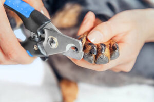 The Importance of Nail Trimming for Pets | Dog Wash Spa