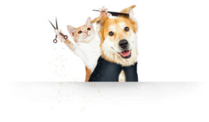 Professional Dog & Cat Grooming in Cedar Park & Liberty Hill – Dog Wash Spa